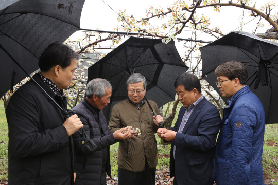 NH농협손해보험은 지난 14일 오병관 대표이사가 농작물 피해를 입은 세종시 배 농가 두 곳을 방문해 피해 현황을 점검했다고 16일 밝혔다.   NH농협손해보험